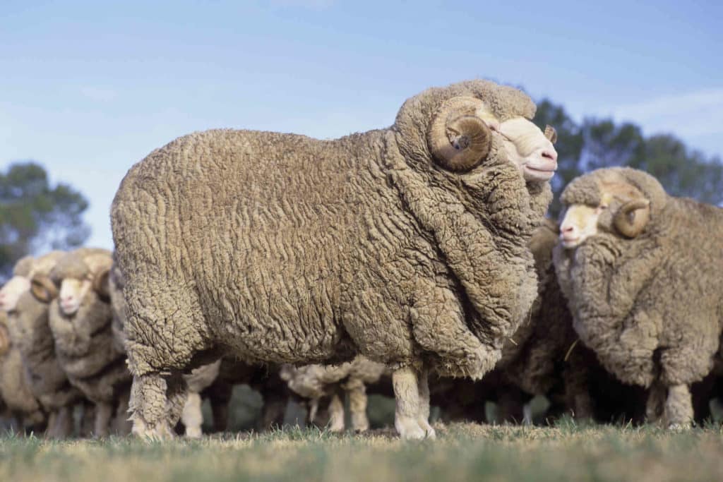 Vältä merinovillaa mulesing-tiloilta