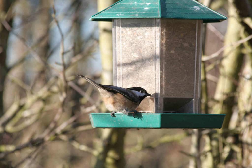 Lukijakysymys: Miksi kaupoissa ei ole kotimaisia linnunsiemeniä?