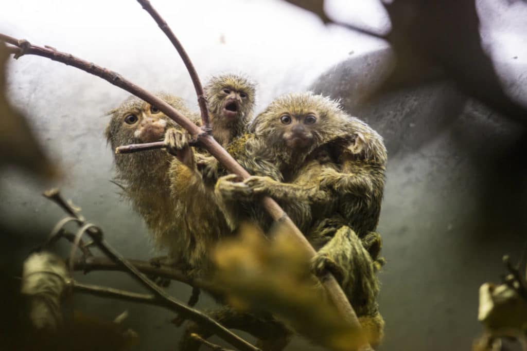 Eläintarhoissa on eroja