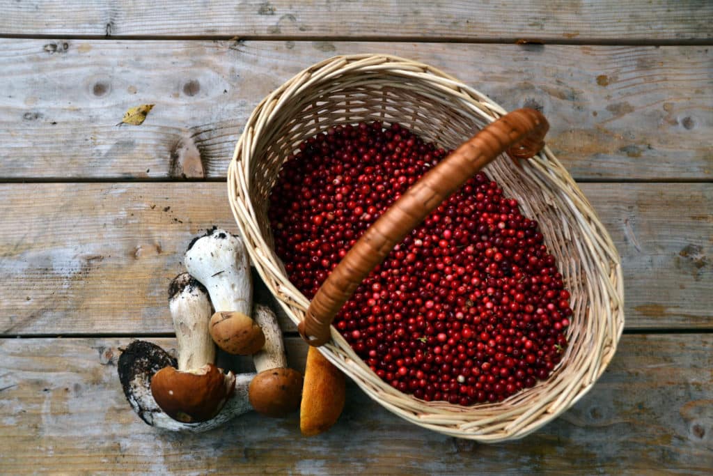 Mene metsään: Lisätuloa marjoista ja sienistä