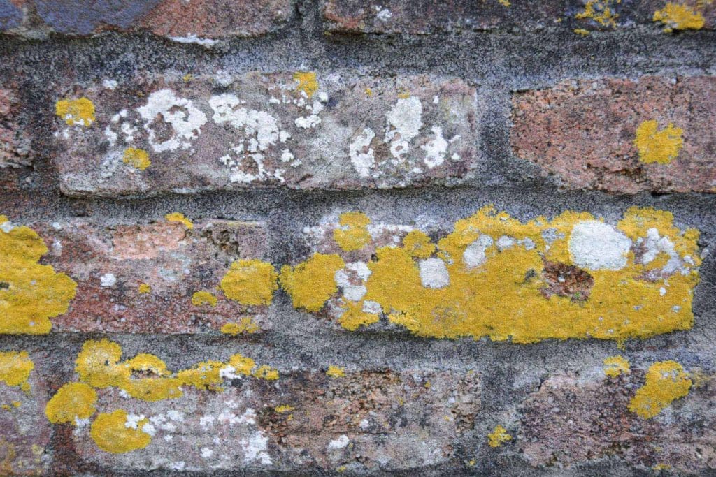 Lukijakysymys: Kertooko jäkälä kosteusvauriosta?