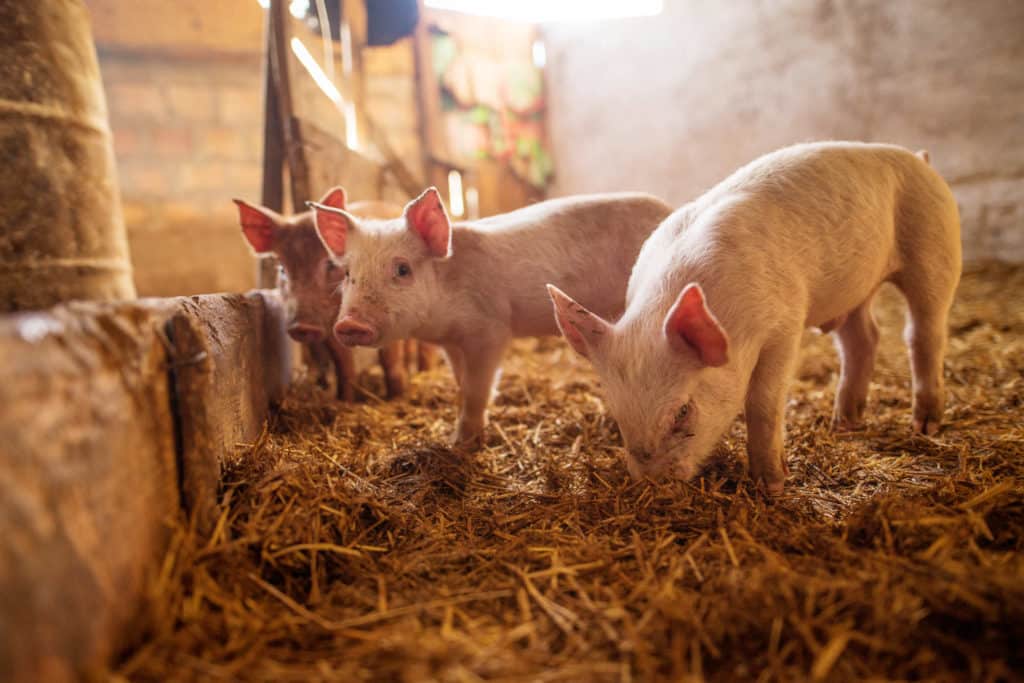 Sianlihasta löytyi bakteereita