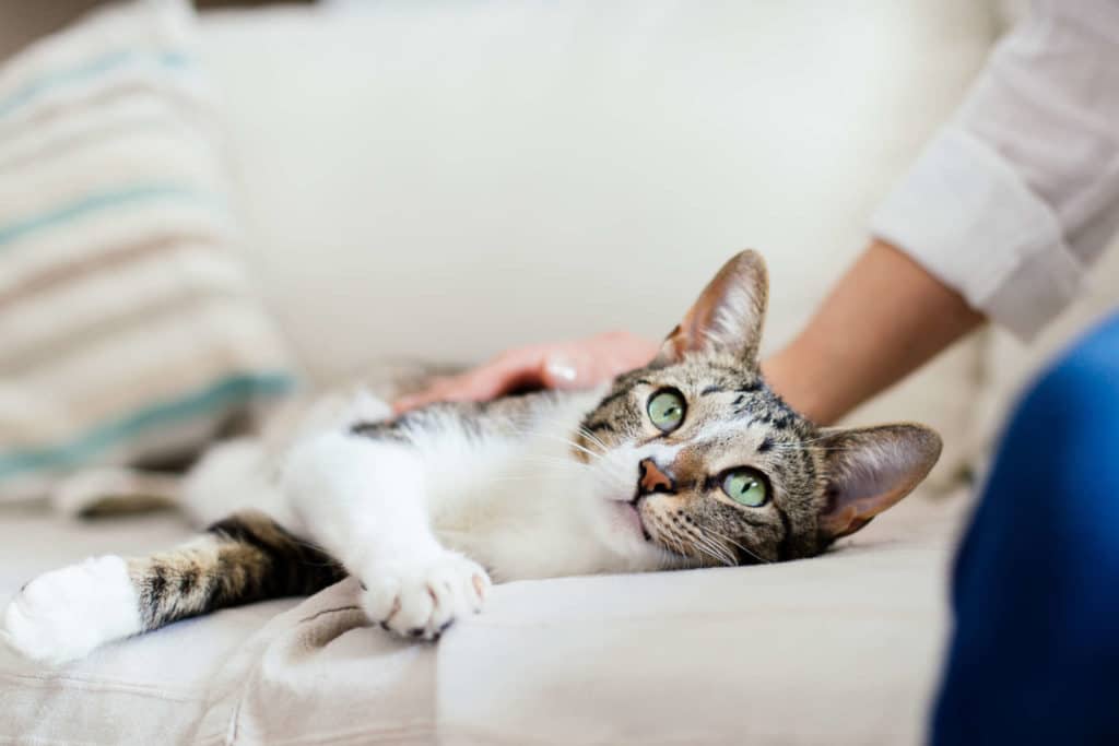 Kissankarvat joka paikassa? Näin pääset niistä eroon