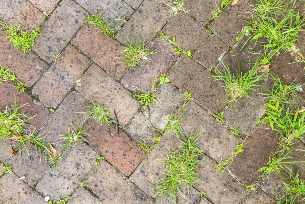 Onko glyfosaatti vaarallista? Rikkaruohomyrkyn ympärillä kuohuu