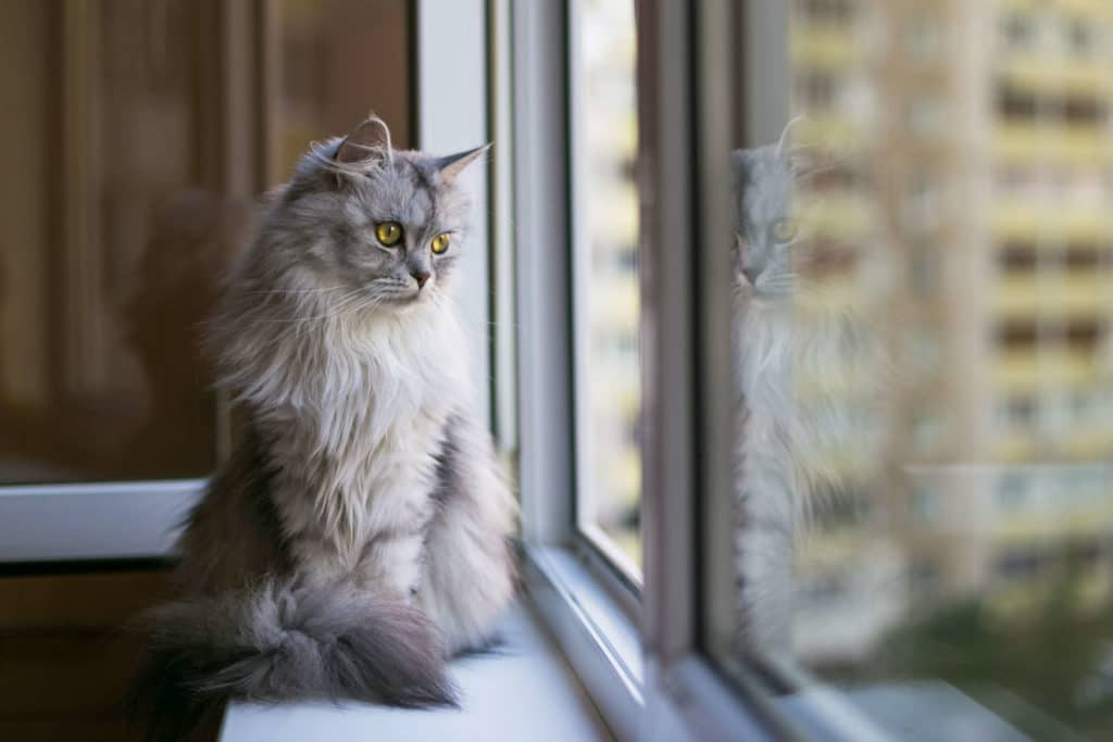 Vertailussa eläinlääkärien hinnat: Lemmikin hoito käy kukkarolle