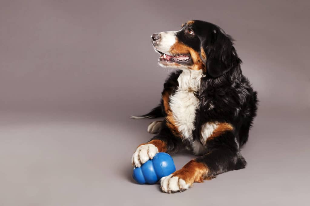 Lukijakysymys: Miten koiranlelujen kemikaaleja valvontaan?