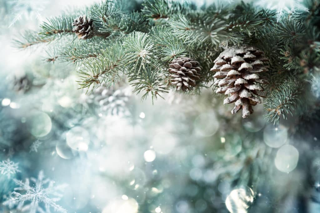 Joulukuusi maksaa vain 25 senttiä