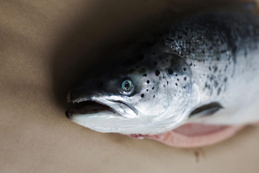 Lohta, silliä vai siikaa? Joulukalojen plussat ja miinukset