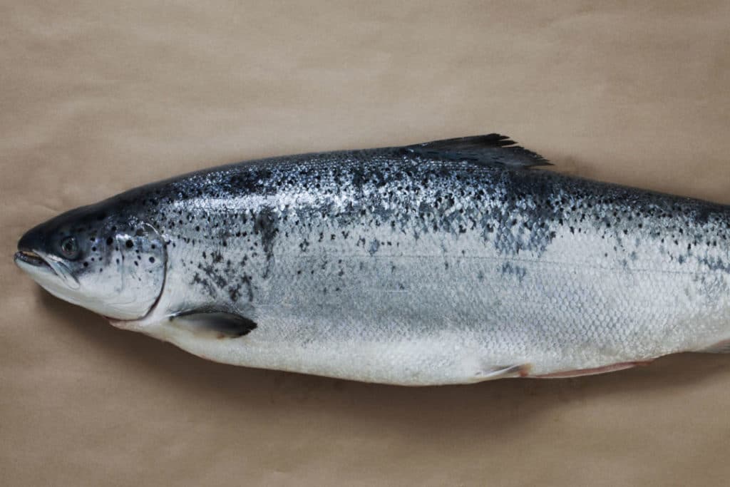 Lohen terveellisyys romahti