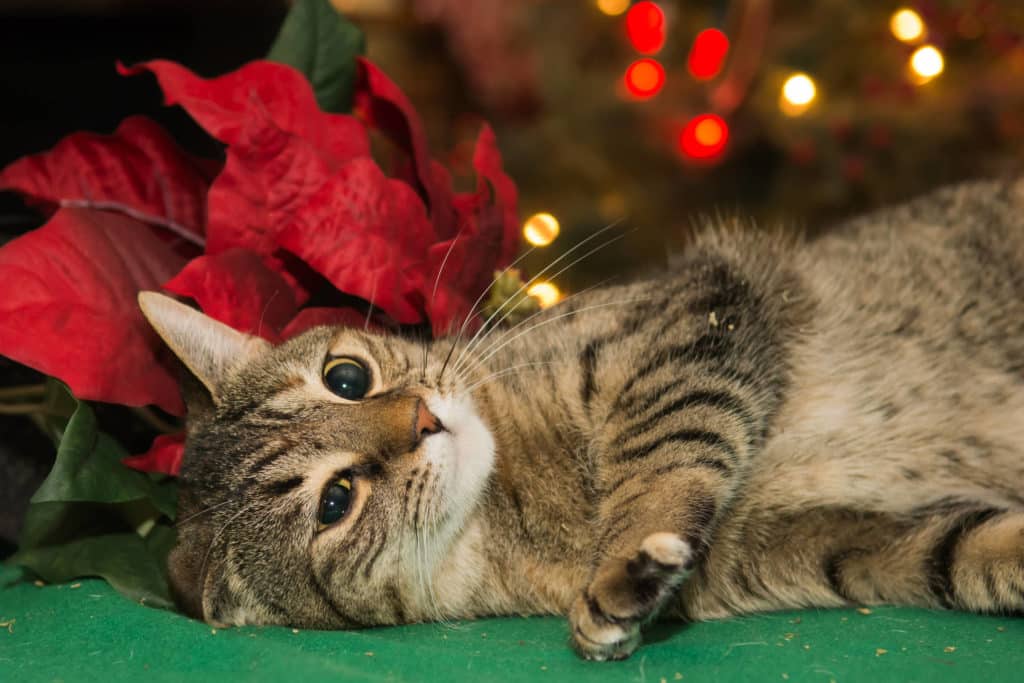 Myytti joulutähden myrkyllisyydestä istuu sitkeässä – kasvi ei ole vaarallinen