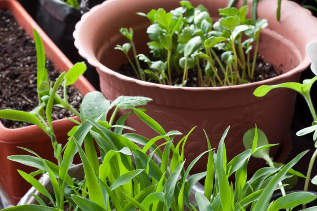 Halpakin siemen tekee satoa