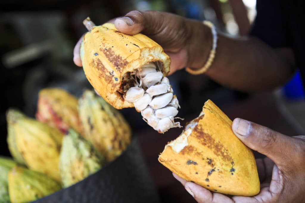 Kaakaonviljelyä pienin kätösin