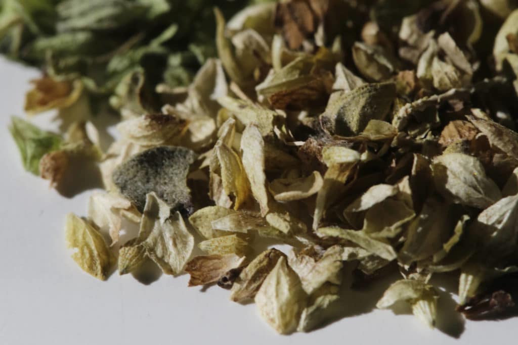 Myrkkyjä oreganossa