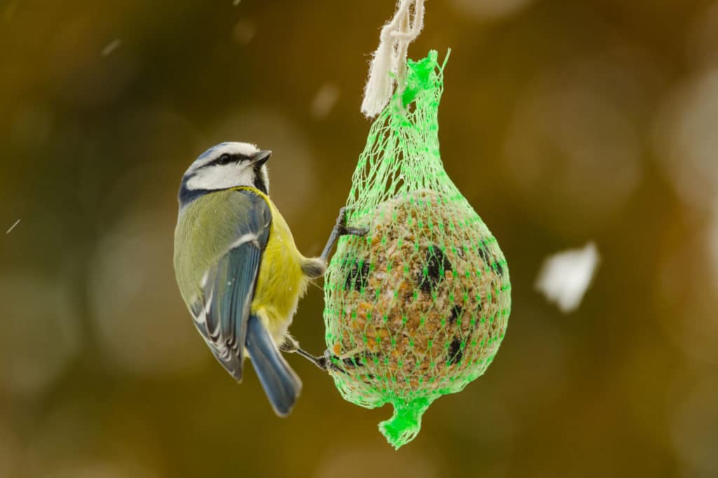 Lukijakysymys: Mitä linnuille kannattaa syöttää?