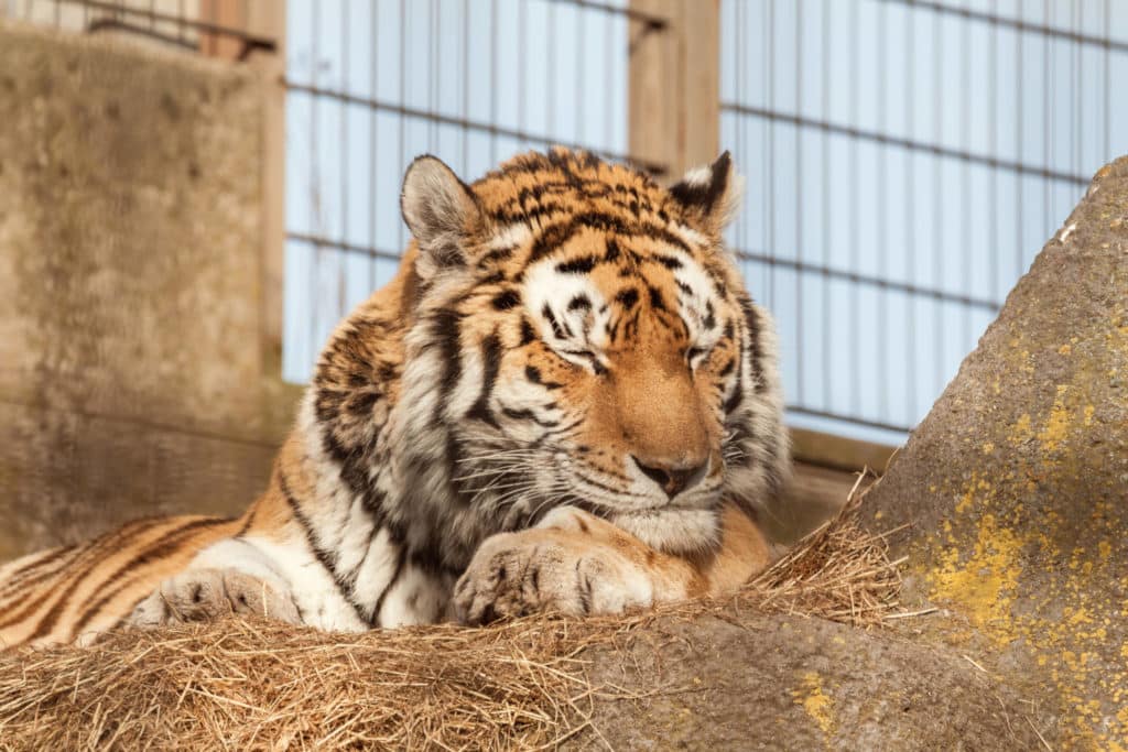 5 kysymystä: Miten eläintarhat edistävät suojelua?