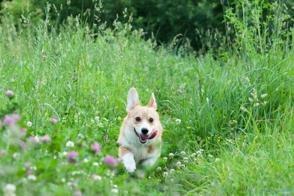 Meripihka ei suojaa punkeilta