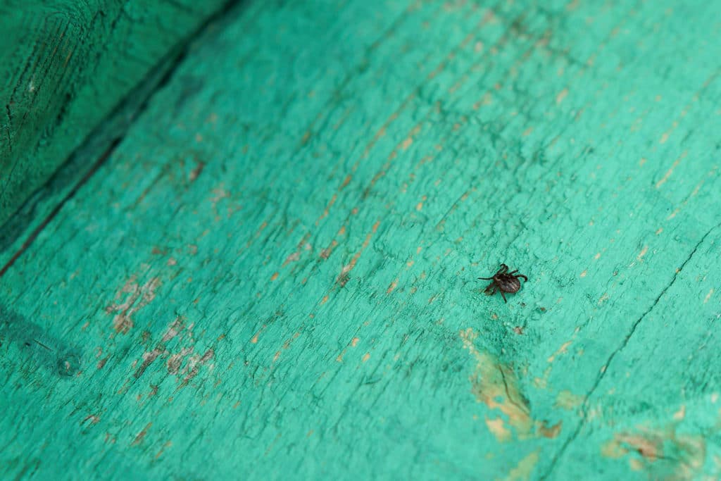 Humpuukia vai ei: Punkkitesti kertoo borreliabakteerista?