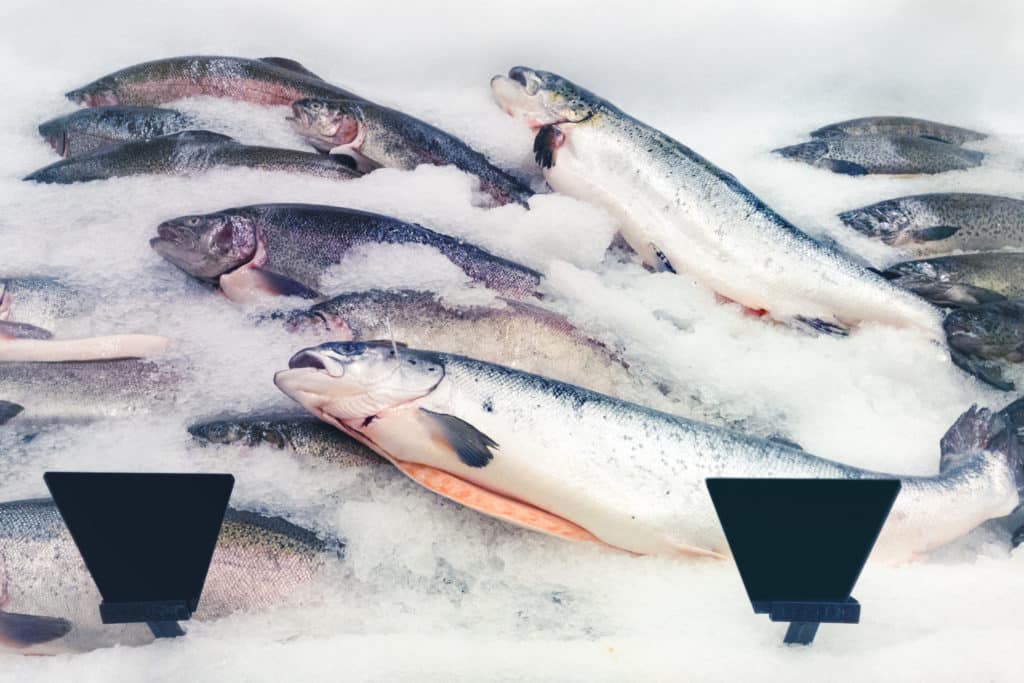 Lukijakysymys: Pitääkö kalan pyyntipäivä kertoa?