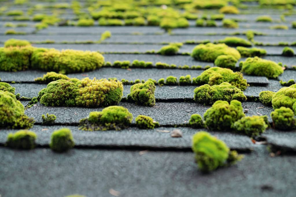 Katto puhtaaksi myrkyillä