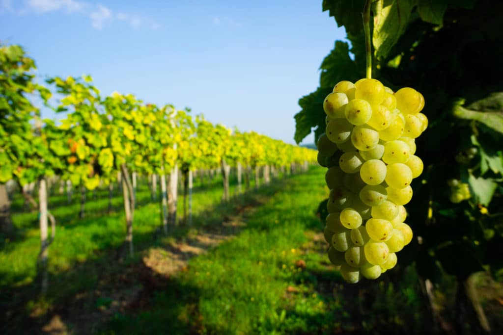 Kysyimme Alkosta, miksi se myy viiniä, jonka tuottajaa on syytetty epäinhimillisistä työoloista