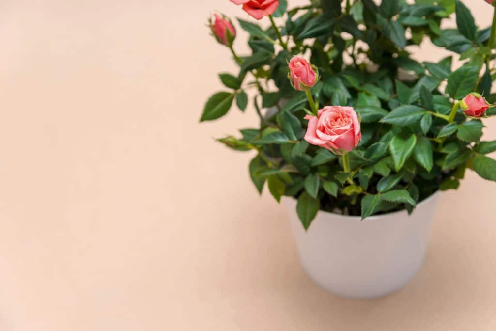 Näin valitset vastuulliset äitienpäiväkukat