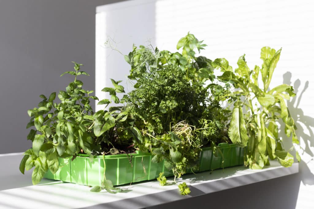 Ilmaista ruokaa kaupan ruukkuyrteistä: selvitimme miten käy