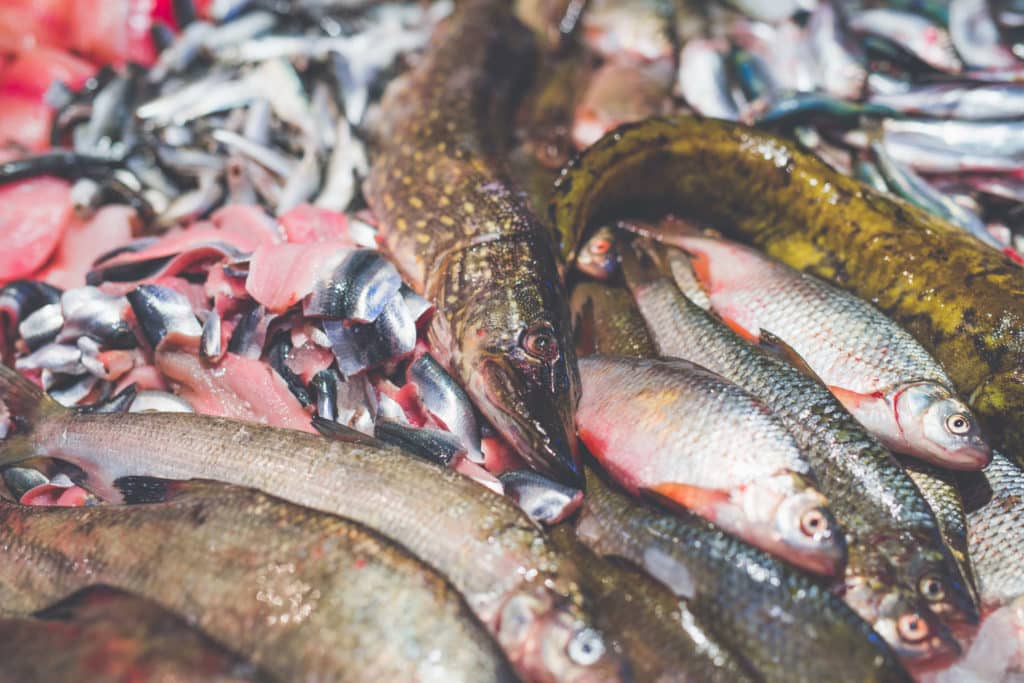 Särki, lohi vai tonnikala – mikä on eettisin valinta?