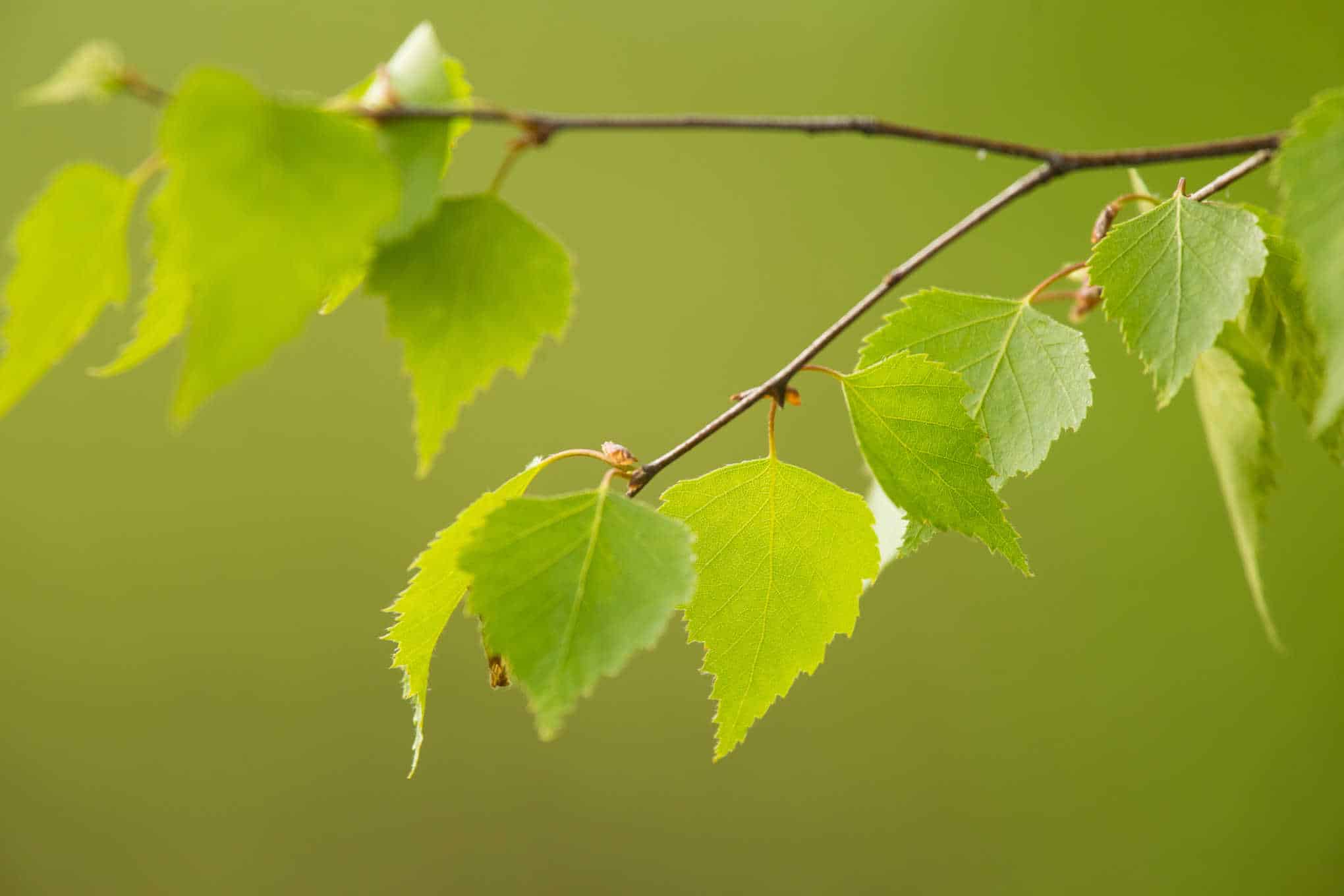 Koivun oksa, jossa on lehtiä.