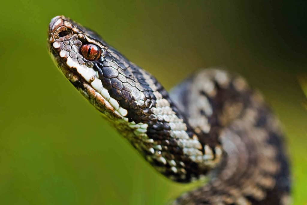 Kyypakkauksesta ei ole todistettua hyötyä käärmeenpuremaan – miksi tuotetta saa silti myydä?