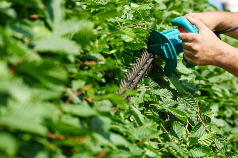 Pensasleikkurilla leikataan pensasta.