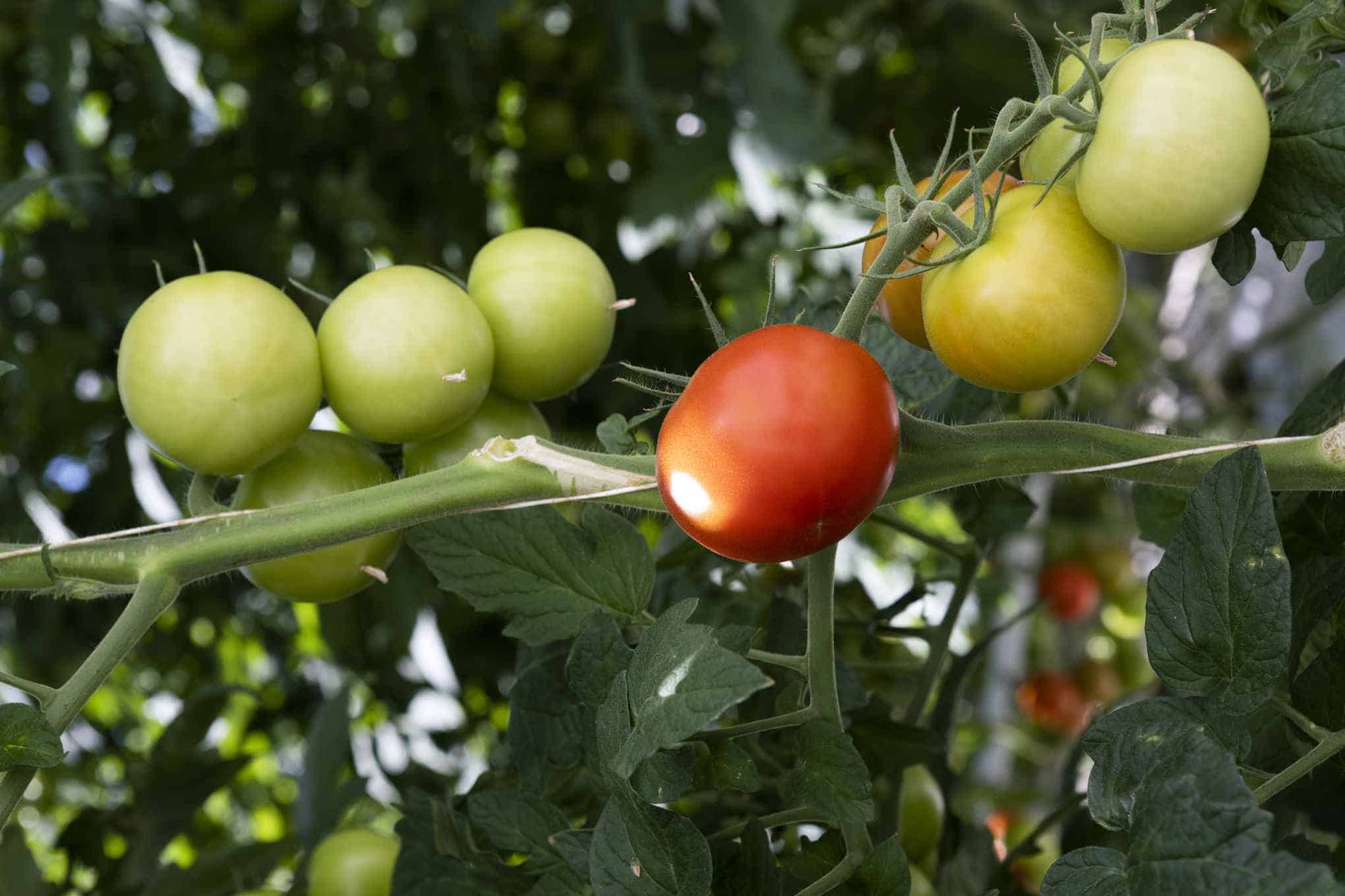 Tomaatteja pensaassa.