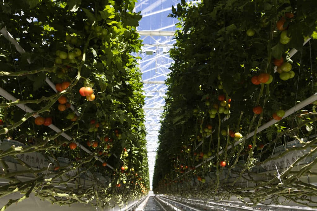 Kuinka terveellistä kotimaiset kasvikset ovat verrattuna ulkomaalaisiin kasviksiin?