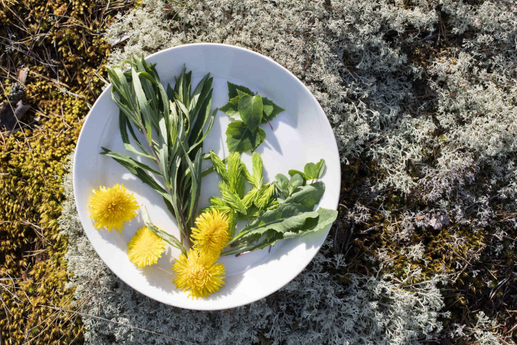 Suomalainen superruoka: mustikka, hilla, pakurikääpä ja niiden terveellisyys