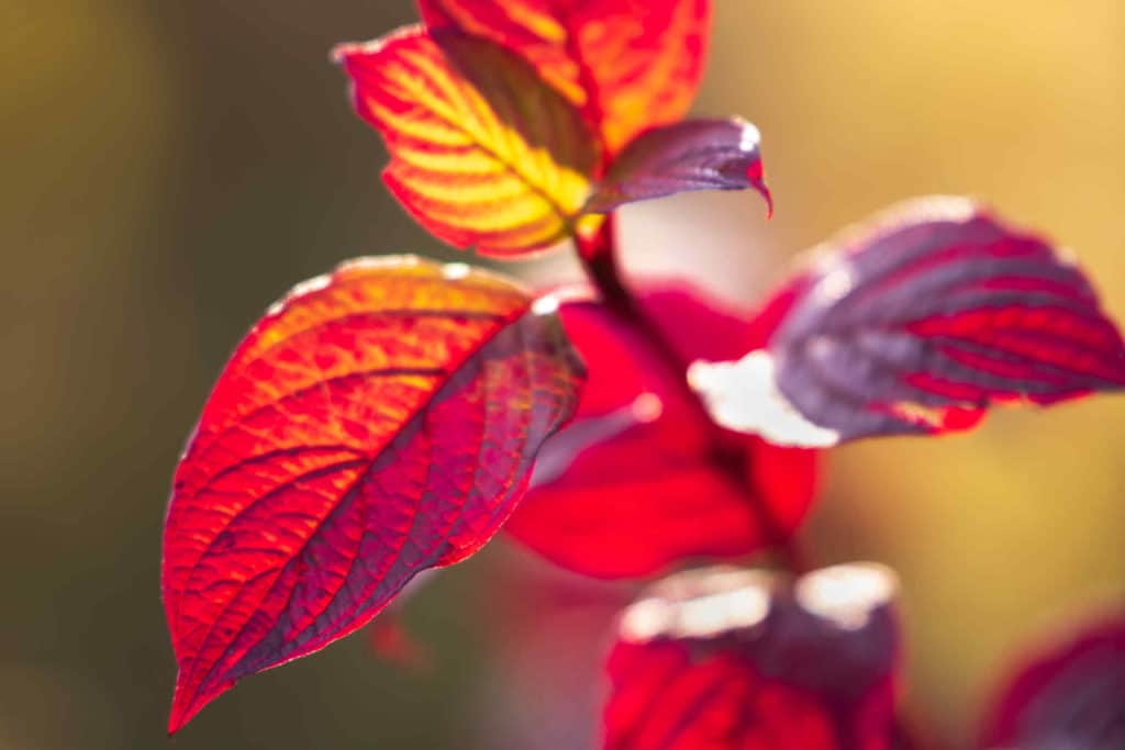 Myykö Kekkilä lannoitepussissa pelkkää soraa?