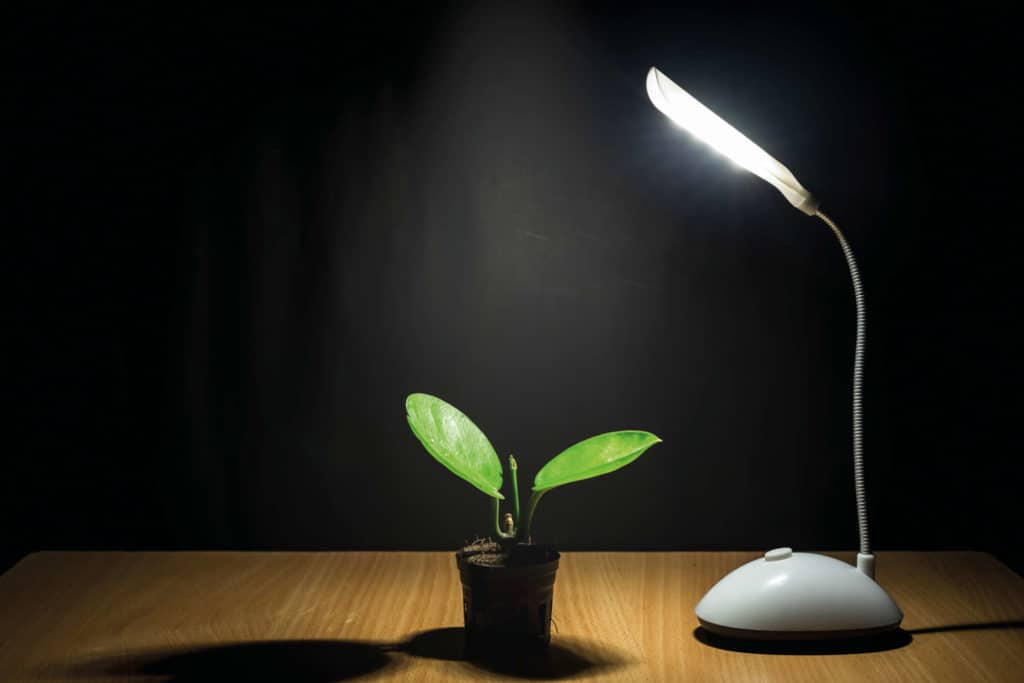 Humpuukia vai ei: Hyötyykö huonekasvi kasvilampusta?