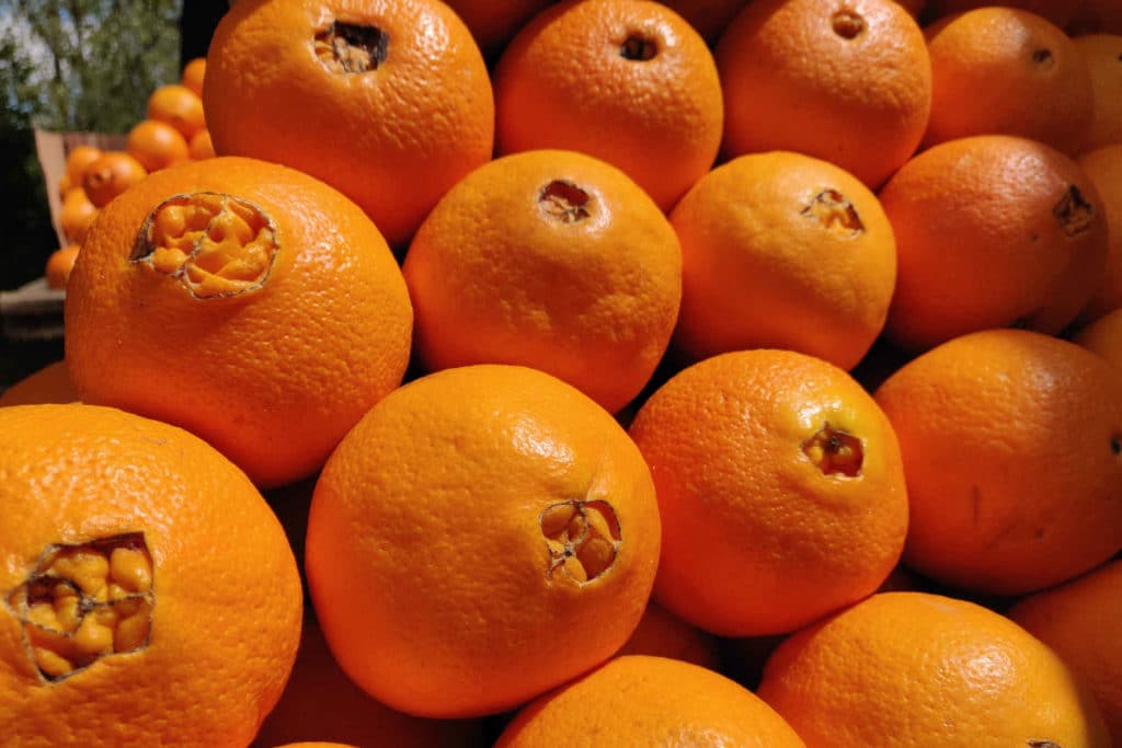 Lukijakysymys: Miksi nykyappelsiineissa on epämiellyttävä pesäke?