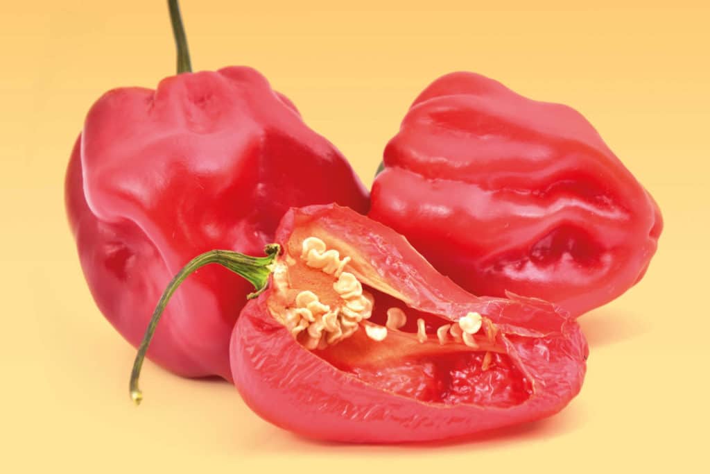 Mitä tarkoittaa chilien tulisuusasteikko eli scoville-lukema? Selvitimme