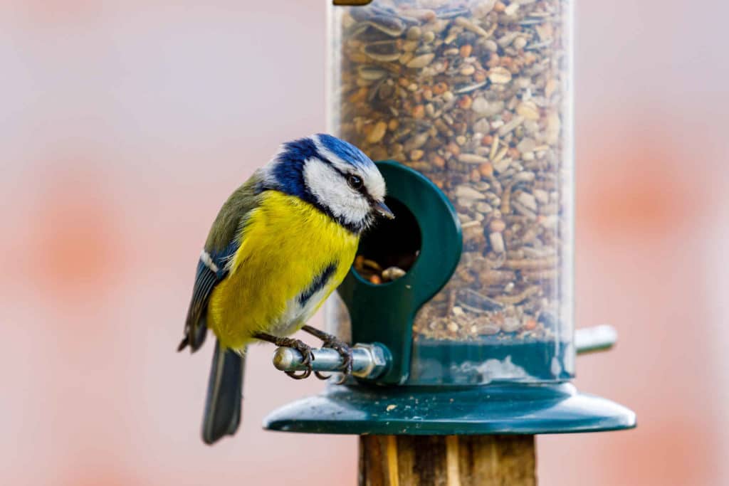 Lukijakysymys: Ovatko siemenet linnuille haitallisia?