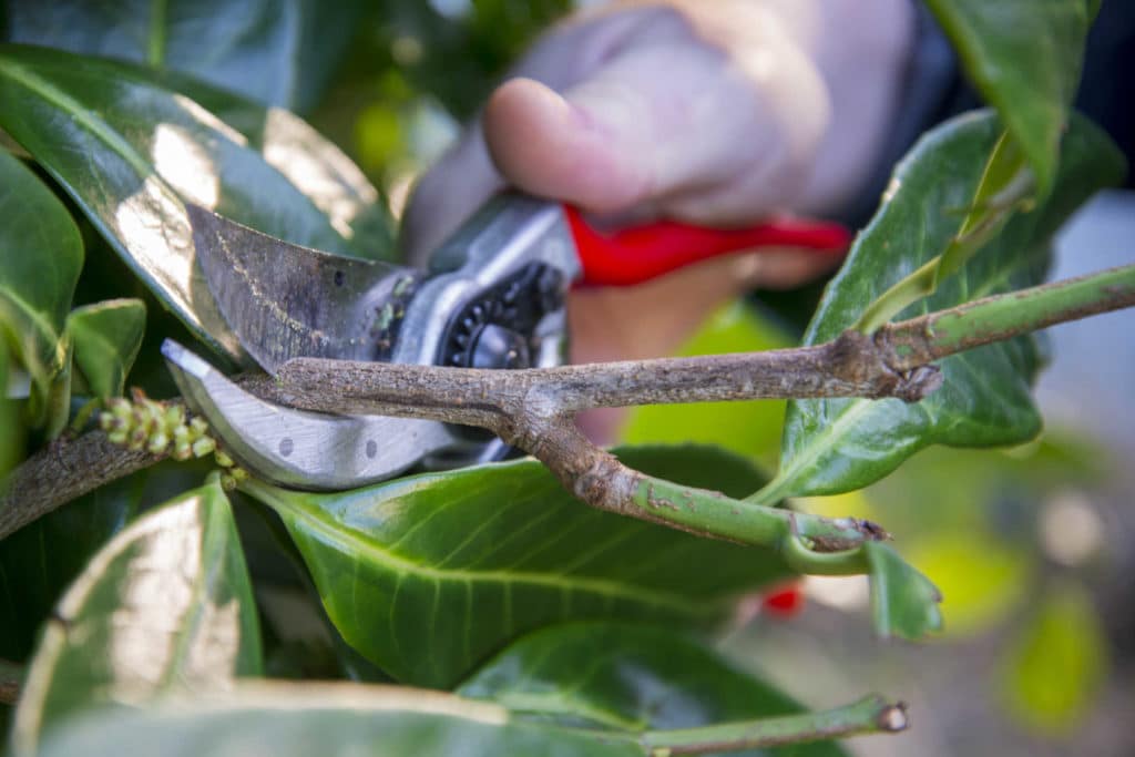 Oksasaksilla leikataan oksaa.