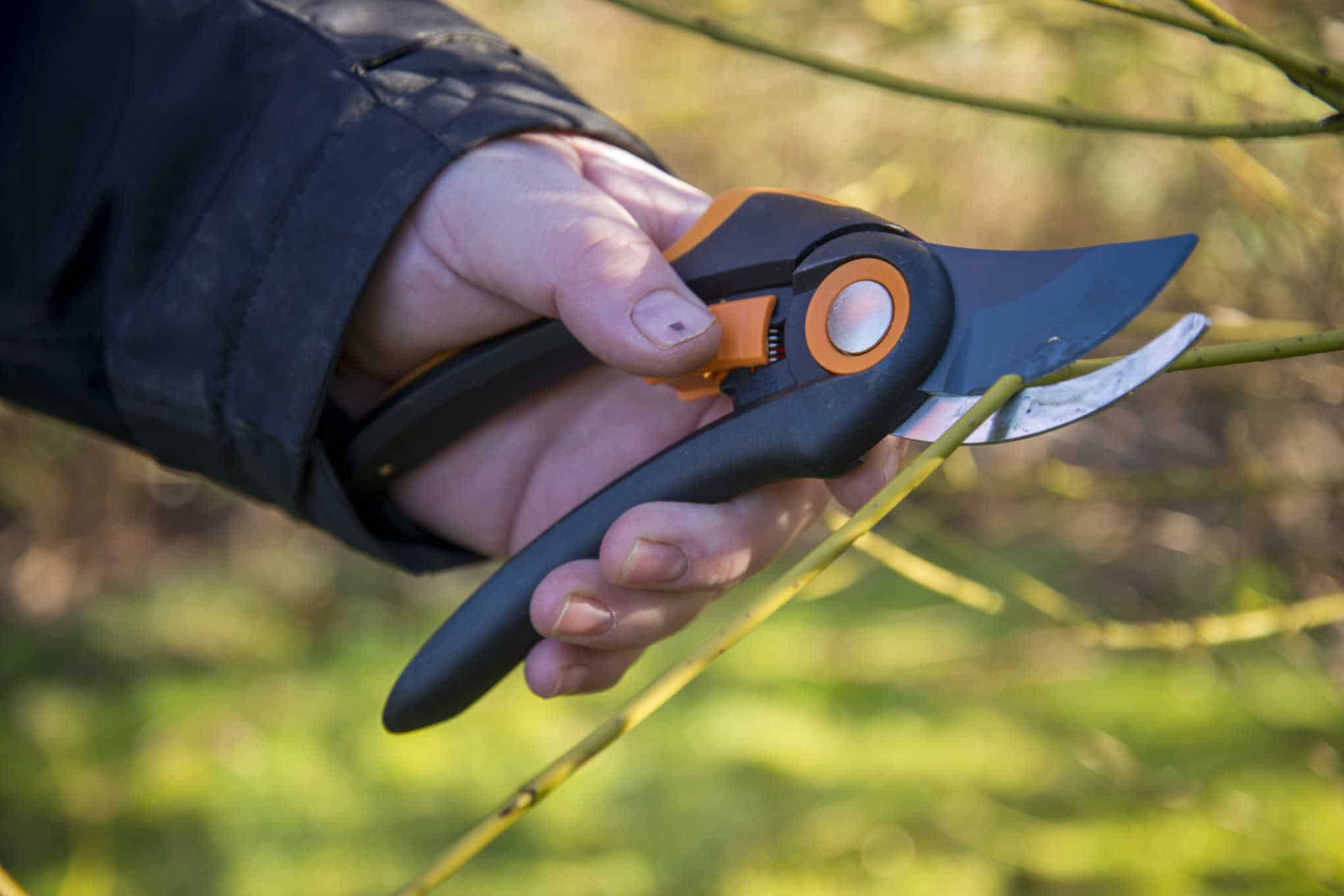 Henkilö leikkaa oksaa oksasaksilla.