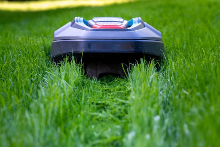 Robottiruohonleikkuri leikkaamassa nurmikkoa.