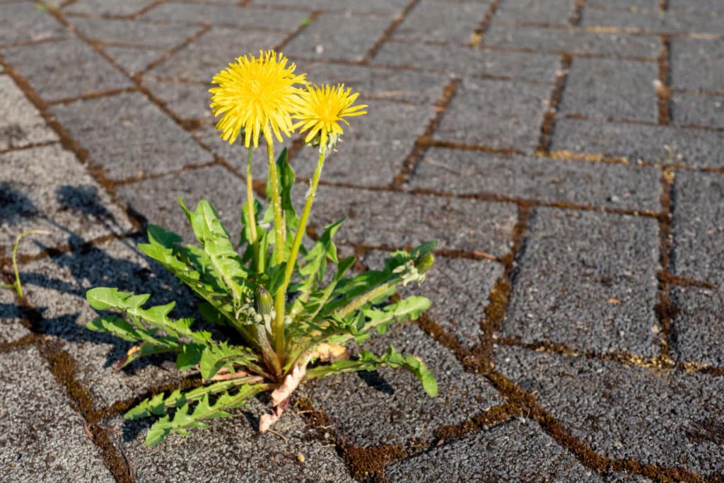 Tappaako kuuma vesi rikkakasvit?