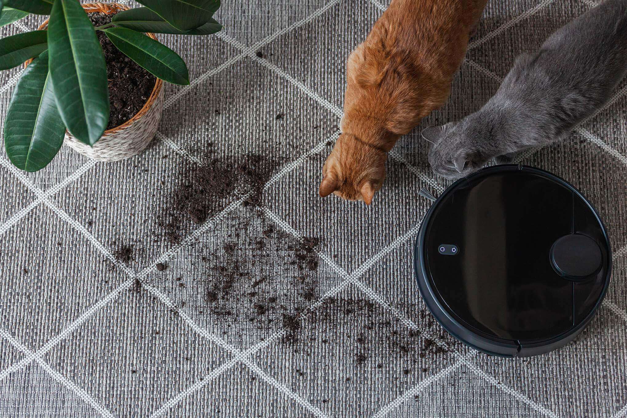 Matolla on robotti-imuri, kaksi kissaa, huonekasvi ja multaa.