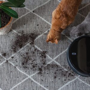 Matolla on robotti-imuri, kaksi kissaa, huonekasvi ja multaa.