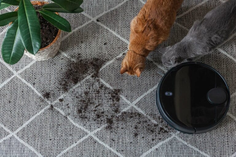 Matolla on robotti-imuri, kaksi kissaa, huonekasvi ja multaa.