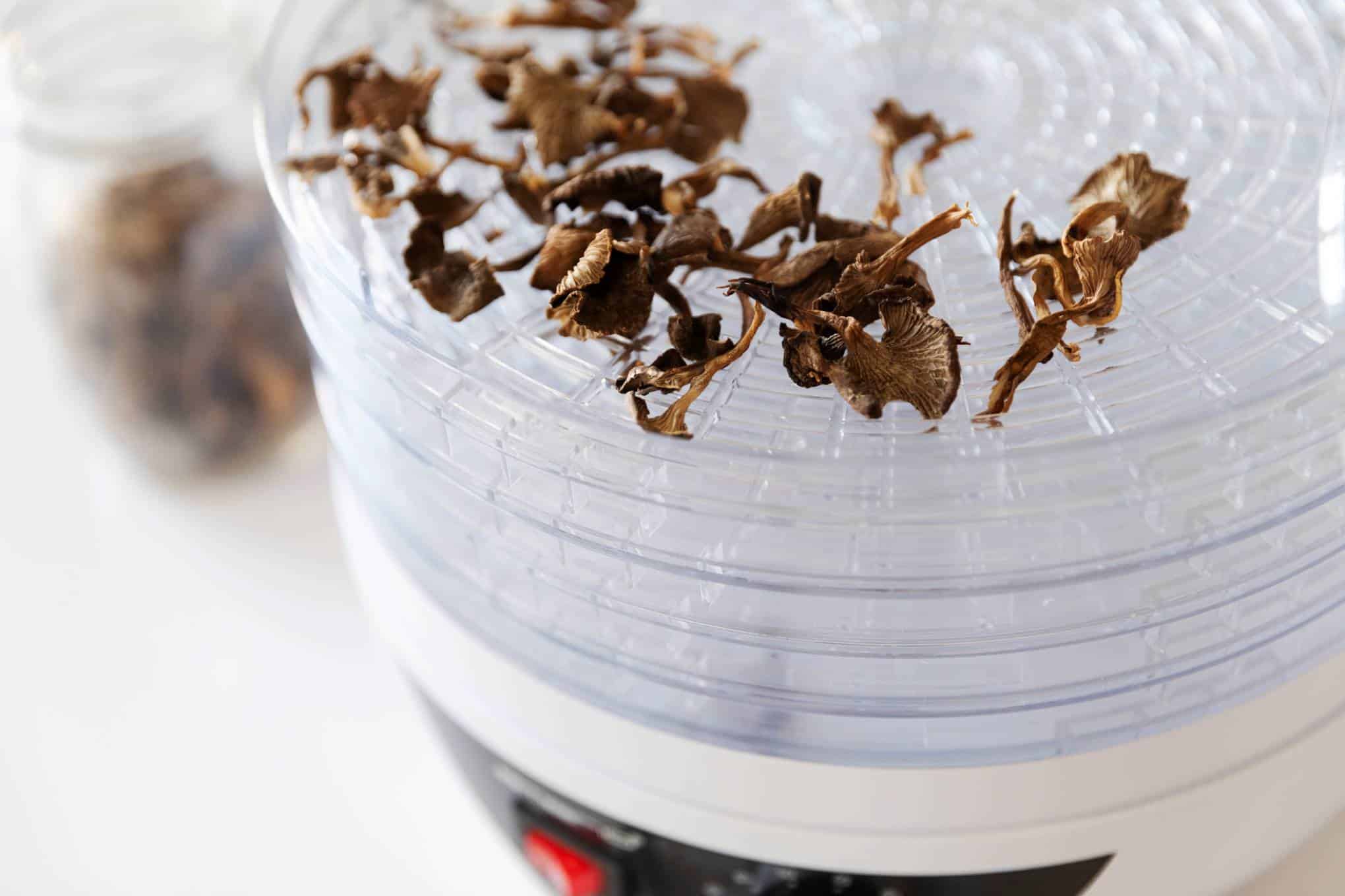 Kasvikuivuri, jonka päällä on kuivattuja sieniä.