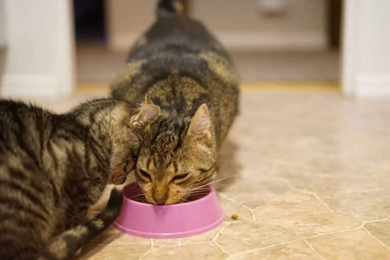 Kaksi kissaa, jotka syövät ruokaa vaaleanpunaisesta ruokakupista.