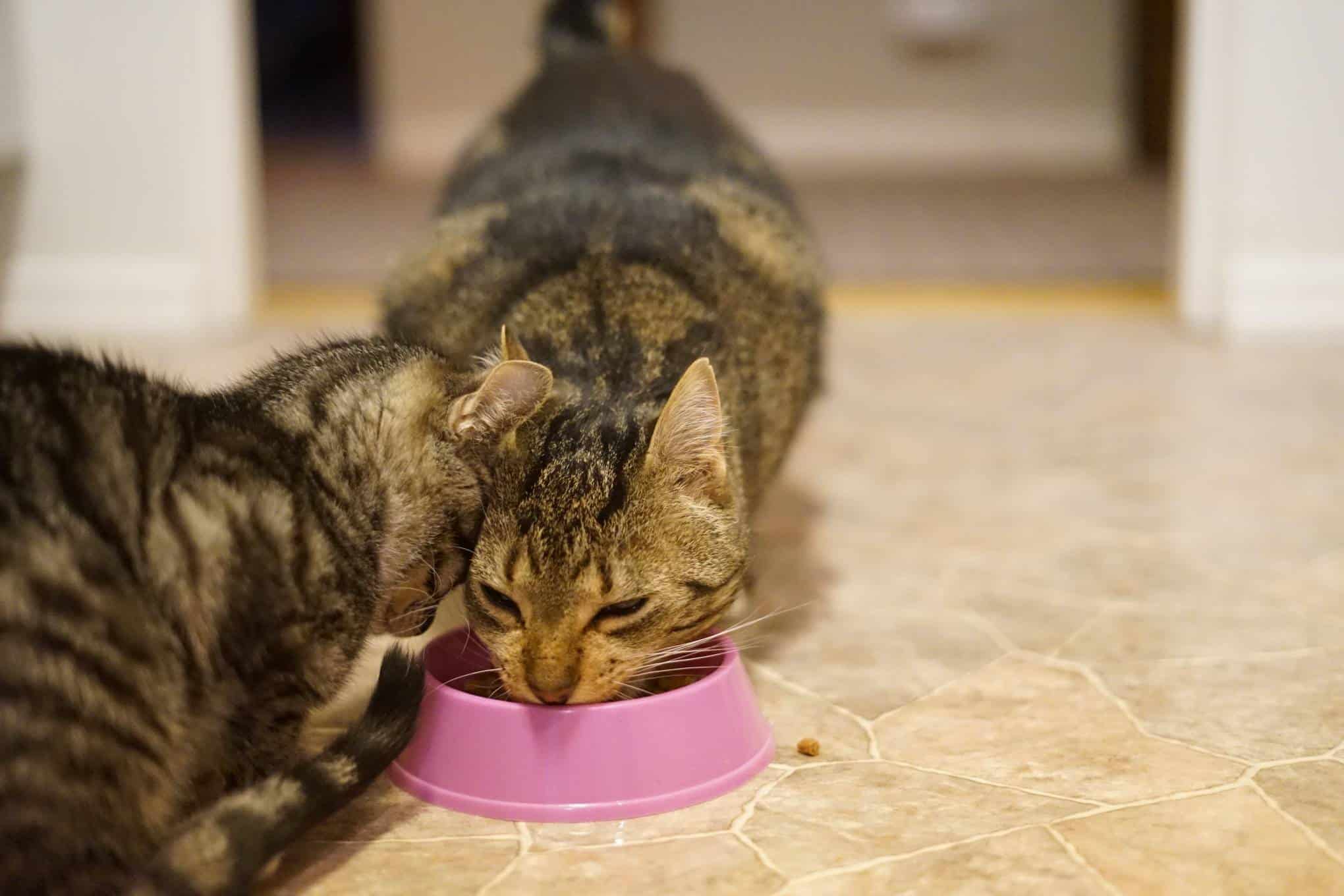 Kaksi kissaa, jotka syövät ruokaa vaaleanpunaisesta ruokakupista.