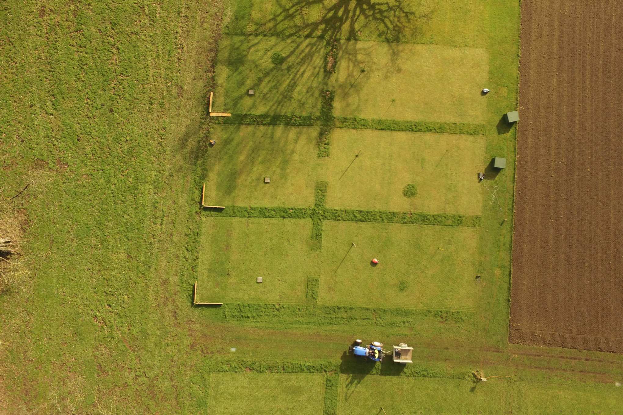 Leikattua nurmikkoa, puu ja robottiruohonleikkuri.